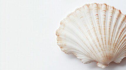 detailed view of a sea shell and clam, capturing their textures and the marine elegance of these shellfish