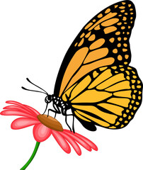 Butterfly eating nectar from flower illustration 