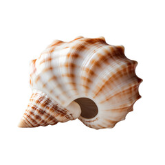 Shiny seashell with a polished surface isolated on transparent background.