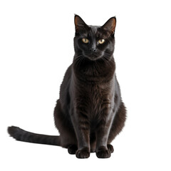Obraz premium Sleek Black Cat Sitting Gracefully Isolated on Transparent Background.