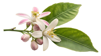 Fototapeta premium Stunning Close-up of Blooming Orange Blossom Branch