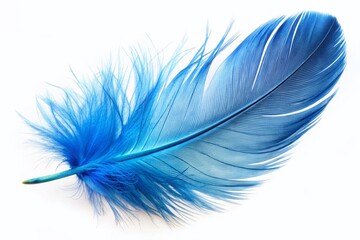 Blue Bird Feather, Isolated on White Background, High-Resolution Stock Photo