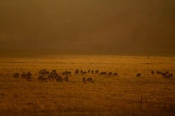 A landscape photo of a meadow with sheep in the background in an amber golden glow.