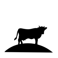 Cow grazing on meadow
