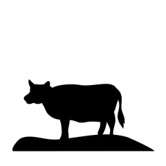 Cow grazing on meadow
