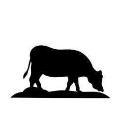 Cow grazing on meadow
