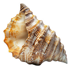 Fototapeta premium Detailed Spiral Shell with Natural Patterns and Warm Colors, Isolated on Transparent Background