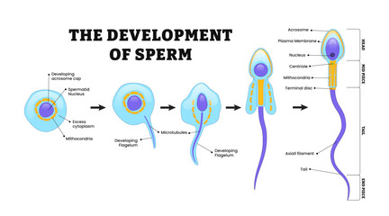 Sperm Development. Espermatozoide. Diagram of a human sperm cell. Human Sperm cell Anatomy structure of spermatozoon. Male reproductive system.