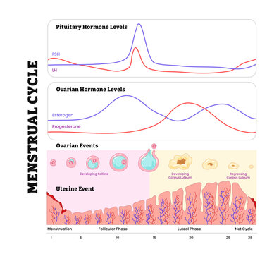 Female Reproductive Cycle diagram and chart poster infographic, medical illustration. Female sexual cycle, Menstrual cycle. Hormone levels, Ovarian cycle and Endometrium layer. Follicular Luteal Phase