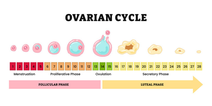 Ovarian cycle. Menstrual cycle diagram. Menstrual, proliferative ovulation and secretory phases. Luteal and Follicular phase. Growing follicle, Oocyte and Corpus luteum. Medical illustration vector.