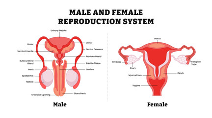 Male and female reproductive system structure anatomy median section with main parts, medical illustration diagram poster. Labeled human body front view, vector illustration.
