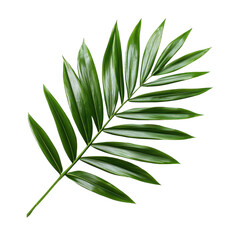 Fototapeta premium Lush green palm leaf on a transparent background