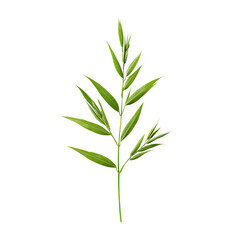 Fototapeta premium Lush green bamboo plant with vibrant leaves