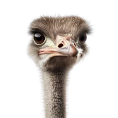  Close-up of a curious ostrich with expressive eyes © Foxgrafy