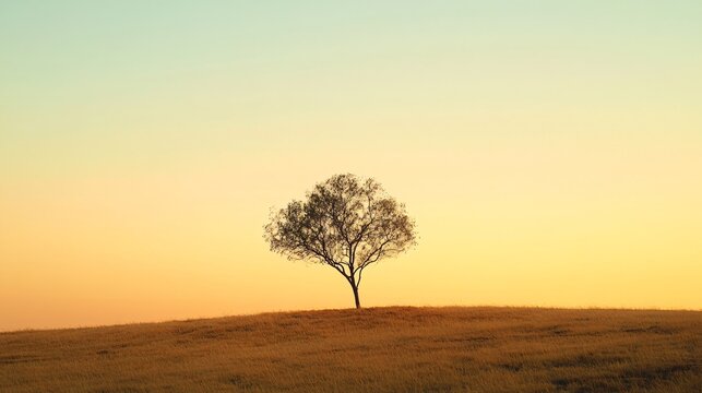 Solitary Hakea Tree in Australian Outback