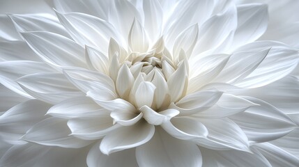 Fototapeta premium Close-up white dahlia, soft light, serene background, for peaceful designs