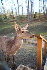 A young deer with soft, short antlers grazes on lush green grass in a sunlit meadow. The warm sunlight highlights its sleek fur, creating a peaceful and natural scene.