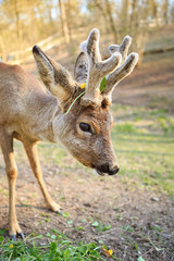 A young deer with soft, short antlers grazes on lush green grass in a sunlit meadow. The warm sunlight highlights its sleek fur, creating a peaceful and natural scene.