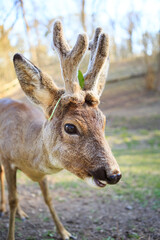 A young deer with soft, short antlers grazes on lush green grass in a sunlit meadow. The warm sunlight highlights its sleek fur, creating a peaceful and natural scene.
