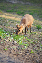 A small Muntjac deer grazing on a meadow in early spring, eating small grass. Wild nature landscape