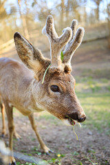 A young deer with soft, short antlers grazes on lush green grass in a sunlit meadow. The warm sunlight highlights its sleek fur, creating a peaceful and natural scene.