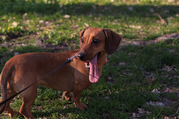 The dachshund walks on the lawn. Green grass and flowers on the background. Walking a dog on a leash