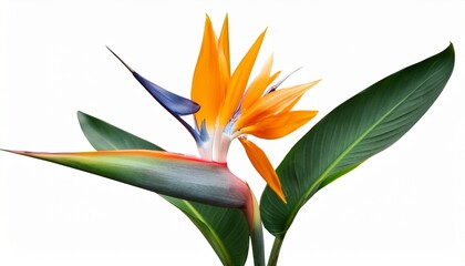 strelitzia reginae flower bird of paradise flower with leaf tropical flower isolated on white background with clipping path