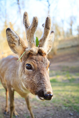 A young deer with soft, short antlers grazes on lush green grass in a sunlit meadow. The warm sunlight highlights its sleek fur, creating a peaceful and natural scene.