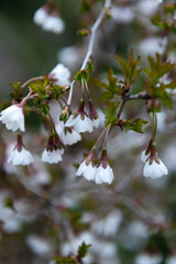 Close-up shot of Prunus incisa. Fuji cherry. flowers in spring with a blurred background.