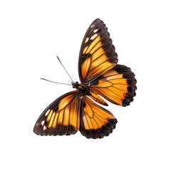 Obraz premium Stunning Monarch Butterfly with Vibrant Orange and Black Wings