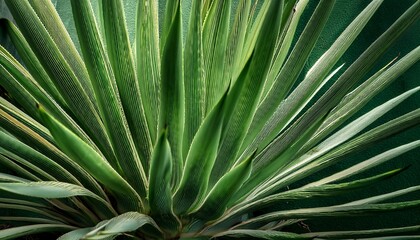 background with big leaves of green cactus closeup tropical plant