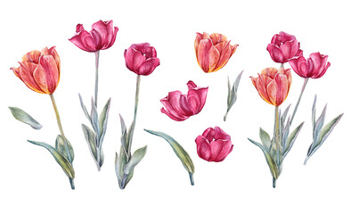 Obraz premium Watercolor set with red orange yellow tulip with green leaves isolated on white background. Hand-drawn spring flower for celebration march 8 or wedding invite. Clipart for wallpaper or wrapping