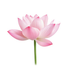Fototapeta premium Elegant pink lotus flower with delicate petals