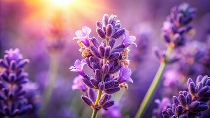 Fototapeta premium Close-up of Vibrant Lavender Blossoms, Purple Flowers, Summer Field, Floral Detail, Nature Photography