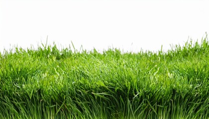 Obraz premium fresh green grass lawn isolated on white background