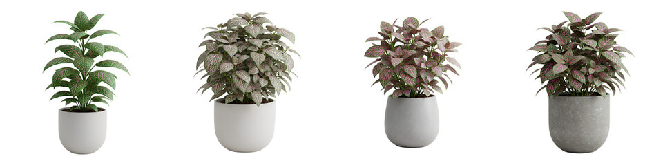 Fototapeta premium Flat icon of Fittonia nerve plant with delicate veins in a round decorative pot