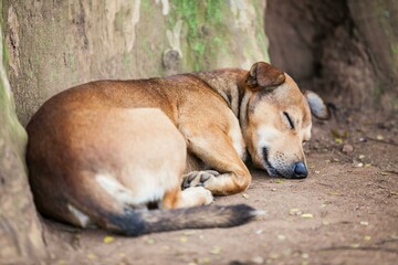 Caramel dog sleeping carefree on the street under the tree in the shade