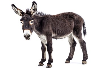 Fototapeta premium Young donkey standing, white background, farm animal, agriculture