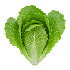 3D Lettuce Leaf Icon – Fresh Green Ruffled Leaf for Healthy Eating and Nutrition