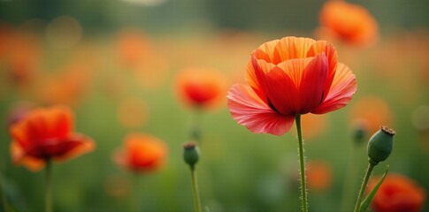 Fototapeta premium Close-up of delicate poppy in a mix of wild flowers, vibrant, bloom