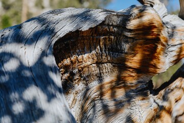 Close-up of an ancient bristlecone pine tree trunk in the White Mountains of California, USA. The tree's unique texture shows its age and resilience. Bishop, California, USA