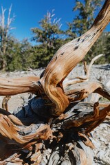 Close-up of an ancient Bristlecone Pine tree trunk, showcasing its unique twisted grain patterns, in the White Mountains of California, USA. Ancient Bristlecone Pine Forest , Bishop, USA