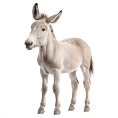 Fototapeta premium Curious White Donkey: Portrait of a Cute Domestic Animal on Farmland