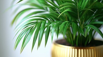 Indoor Palm Plant in Gold Pot