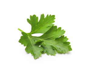 Sprig of fresh parsley isolated on white