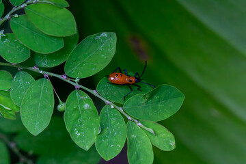 Percevejo chupador do tomate (Phthia picta)
