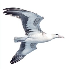 Majestic Albatross in Flight Against a Pristine White Background Showcasing Graceful Wingspan and Elegant Feathers