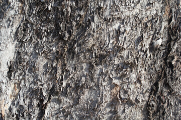 Rough grey gray tree bark close-up abstract textured background