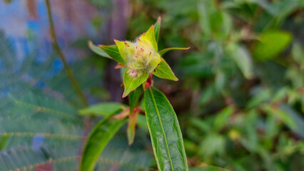 Louisiana flowers bloom, wild plants.