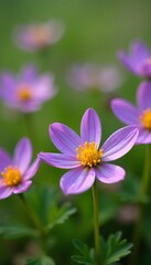Close-up of delicate purple and yellow wildflowers in a meadow, wildflowers, close-up